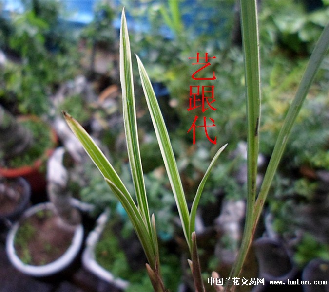 漂亮莲瓣兰艺草