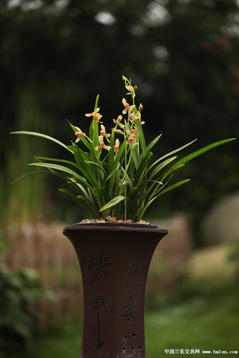 四季花魁之精彩梅——没有最精彩只有更精彩!