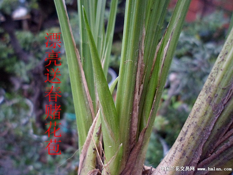 漂亮送春赌花苞
