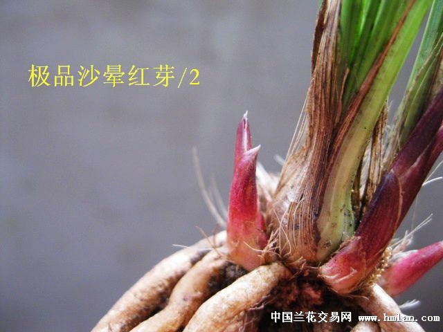 下山春兰/极品红芽.红花苞[精品色花好赌草]