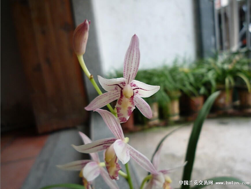 汇翠粉荷又开了