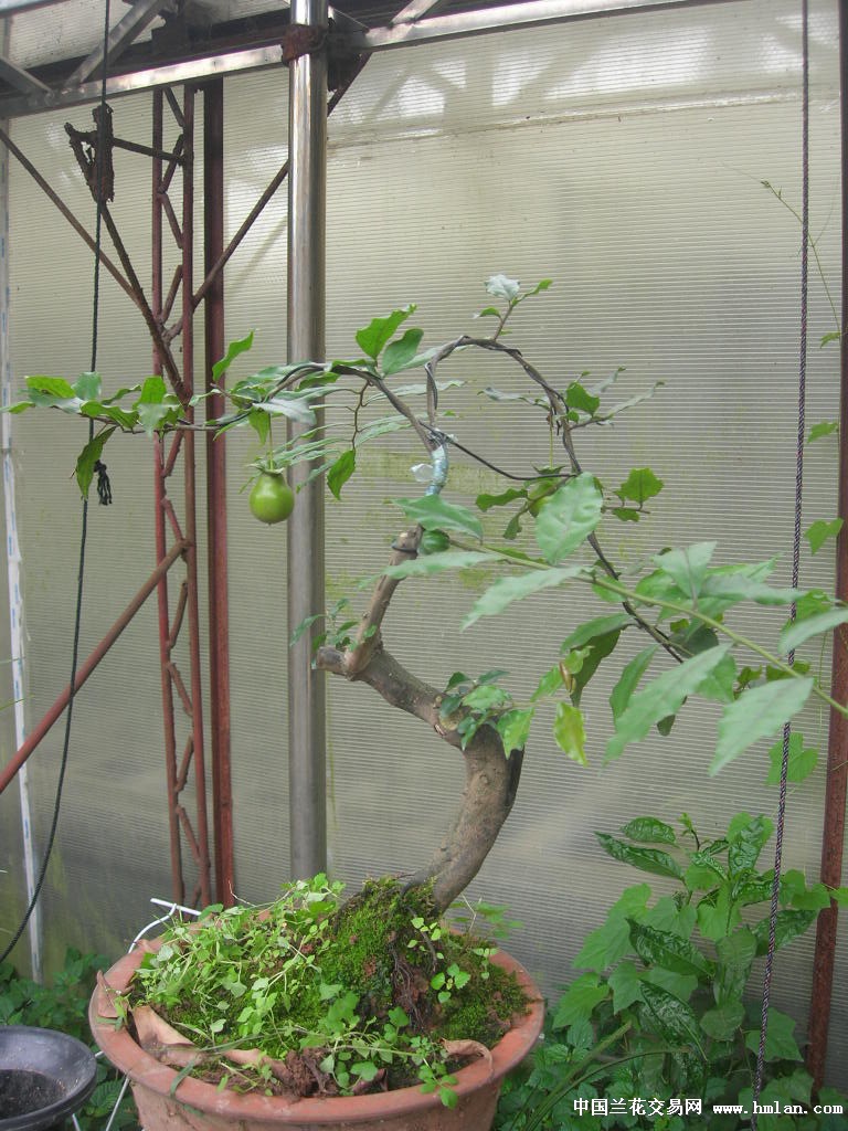 嫁接挂果金弹子熟桩--(葫芦果子还有两个)