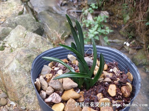 袖珍盆栽春兰荷瓣玉玲珑