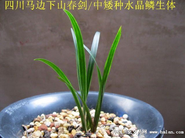 四川马边春剑中矮种水晶鳞生体全草让种上拍