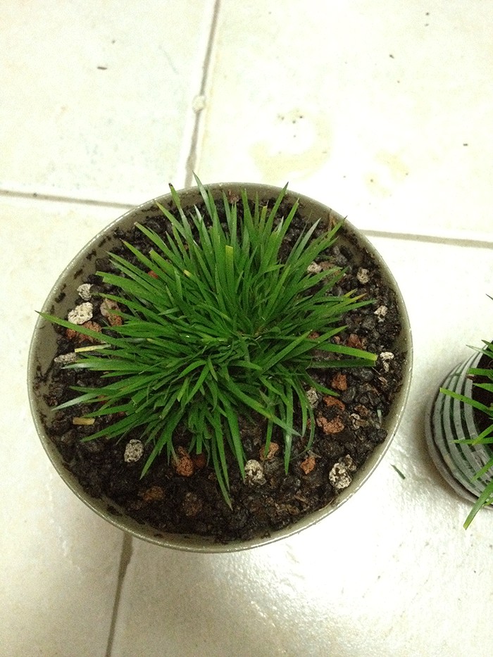 喜迎国庆,特惠+顺丰包邮2盆日本菖蒲-盆景园艺