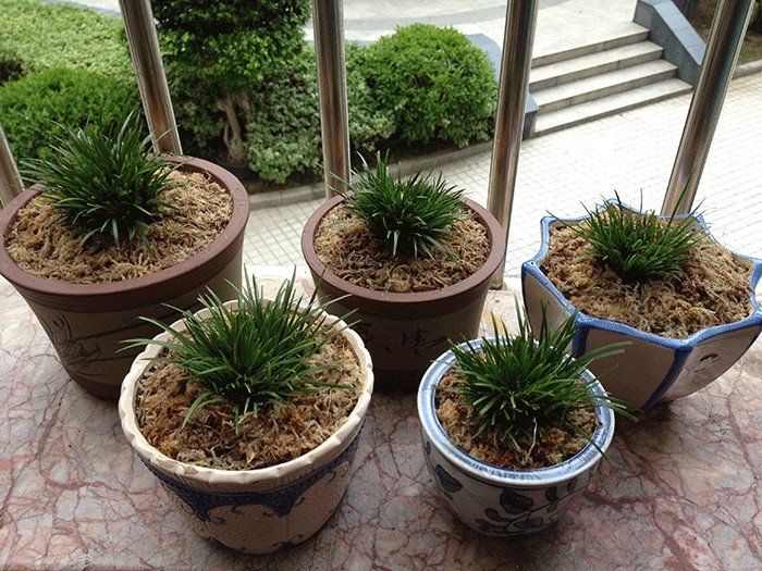 喜迎国庆,特惠+顺丰包邮2盆日本菖蒲