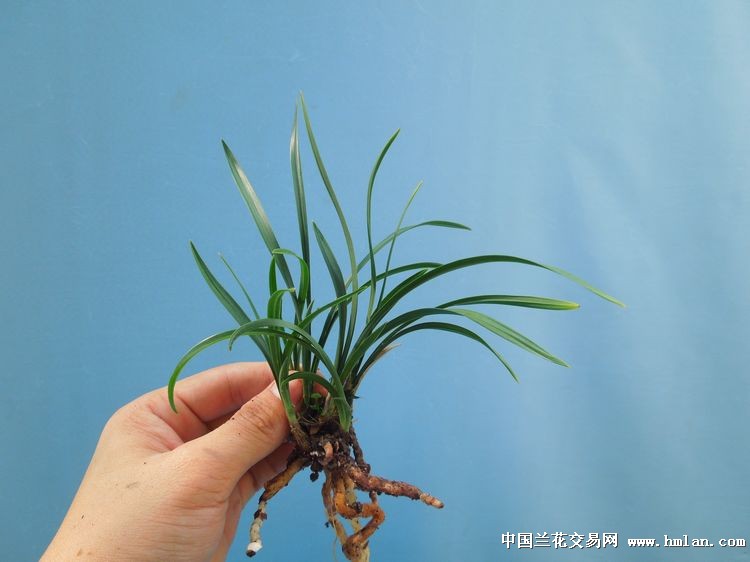 正宗老种《翠盖荷》清秀*!6壮苗 1芽! - 中国兰花