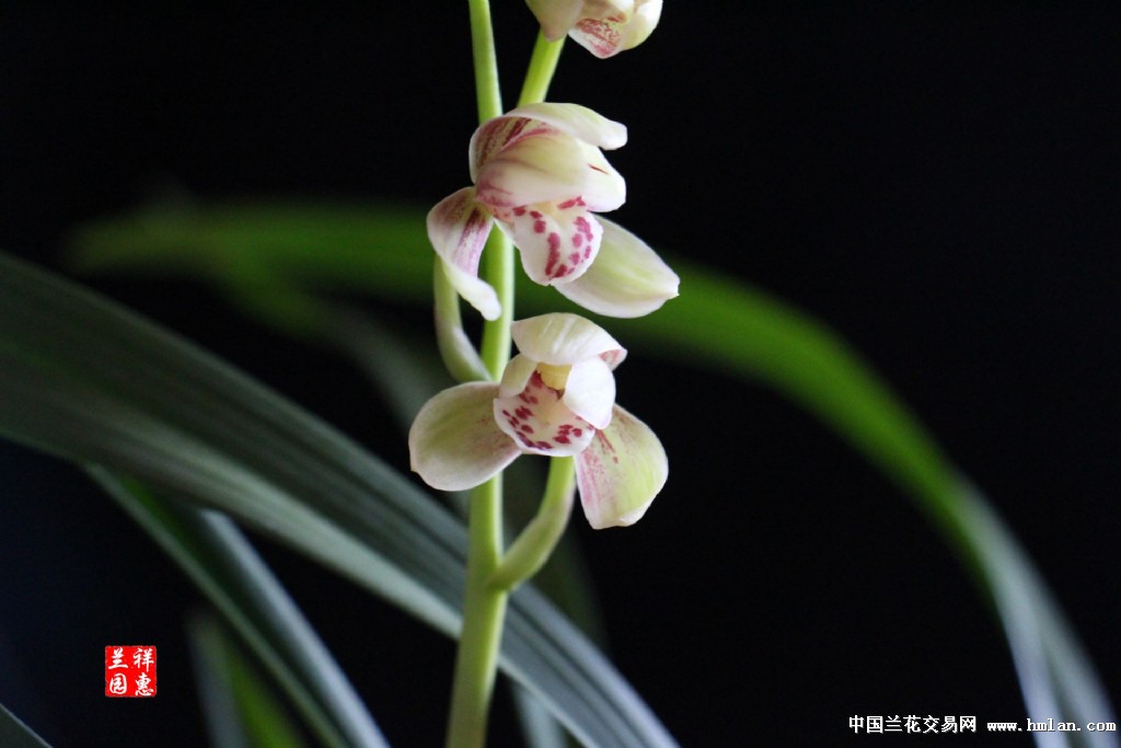 汇翠粉荷 花开---请欣赏-建兰篇-中国兰花交易网社区