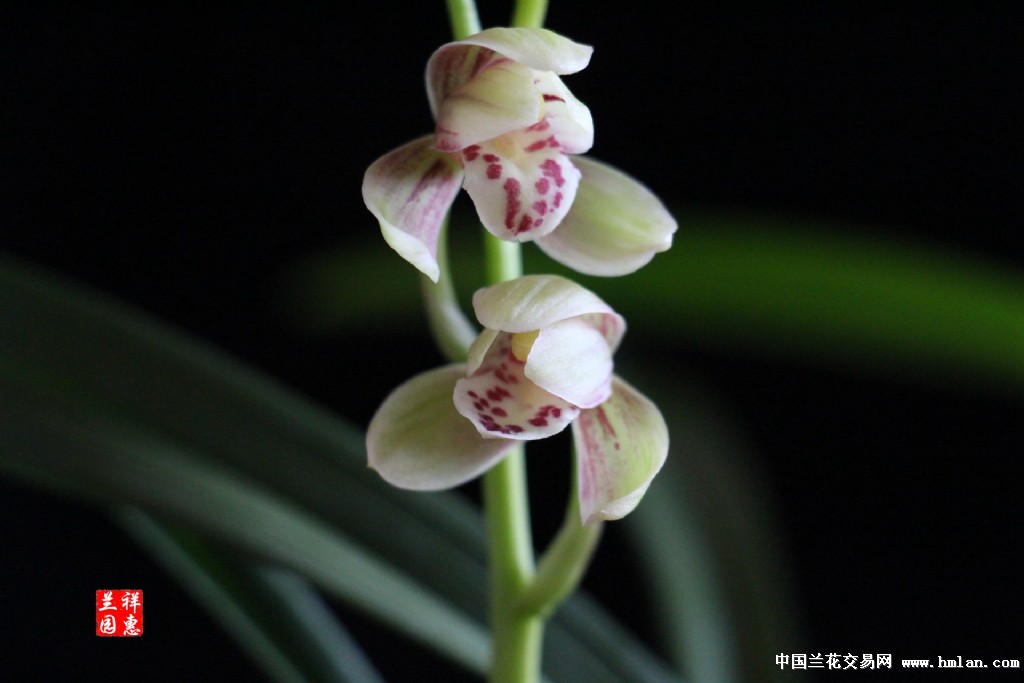 汇翠粉荷 花开---请欣赏-建兰篇-中国兰花交易网社区