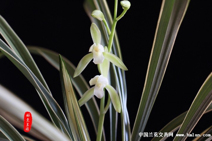 2014年【峨眉雪】开花,请欣赏!-建兰篇-中国兰花交易