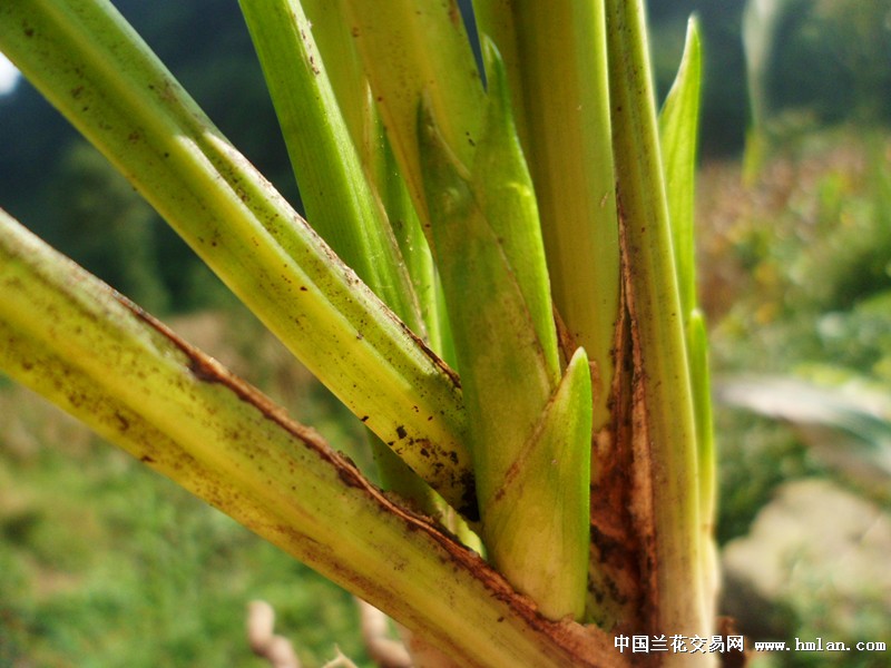 绿鼓花苞送春好赌草 中国兰花交易网