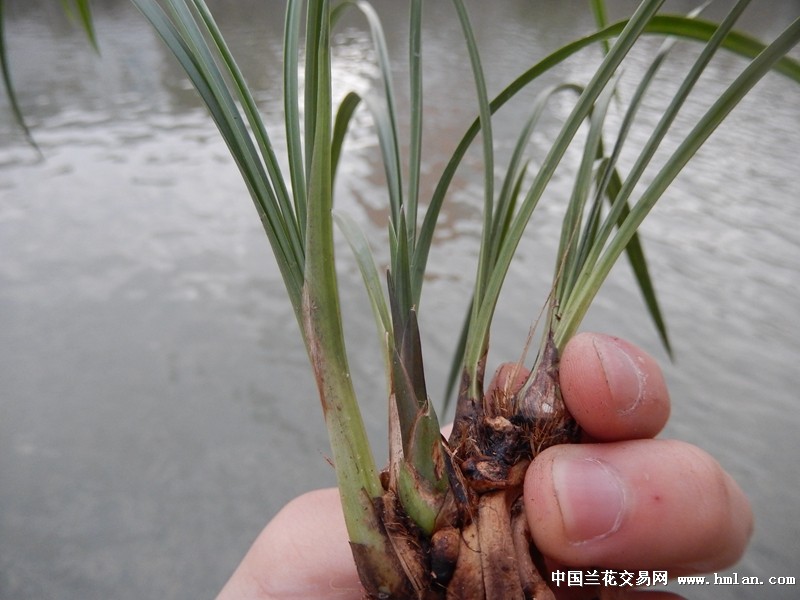 春兰多朵蝶带芽