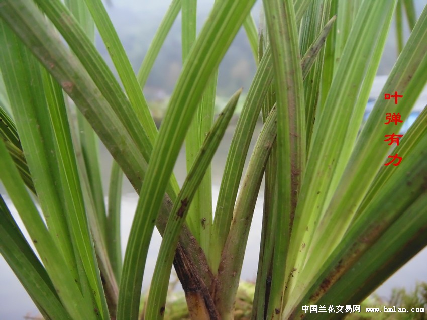 (开店感恩回馈大酬宾)膨鼓花苞韧性长叶蕙兰图片