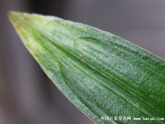 才会发生有横向和纵向起褶皱 ,增强了兰花叶片观赏性,有蛤蟆皮变异的