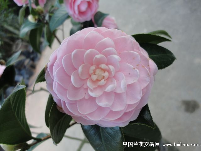 茶花小桃红好形高58头直径22现花已谢