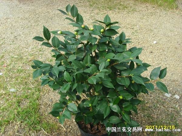 带花苞精选茂盛壮苗千里香茶花高80公分(105