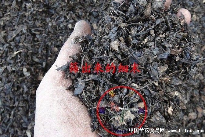 精致小片刺栗叶瓜子叶上市了