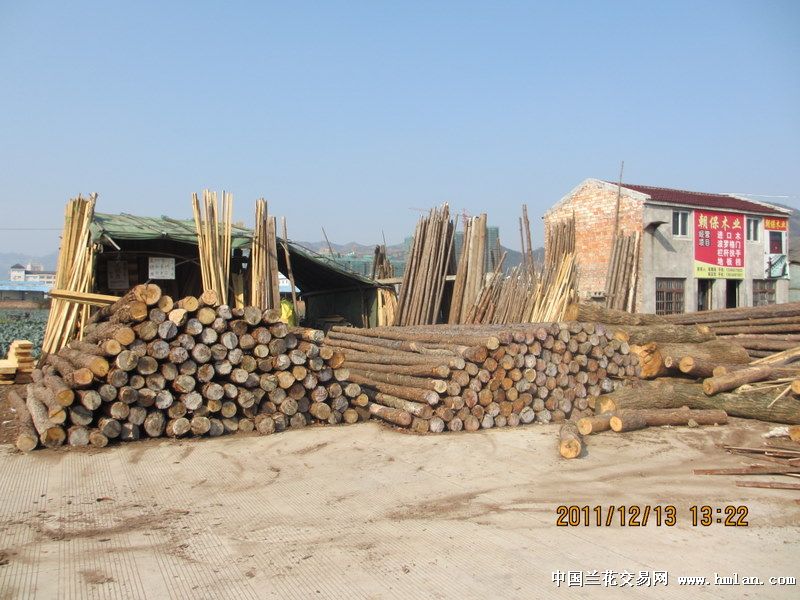 (∩_∩) 正在建设的兔窝… (花场2)-寒兰篇-中国