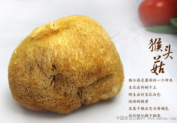 [中国食用菌之都]原产地/特级猴头菇/养胃抗癌