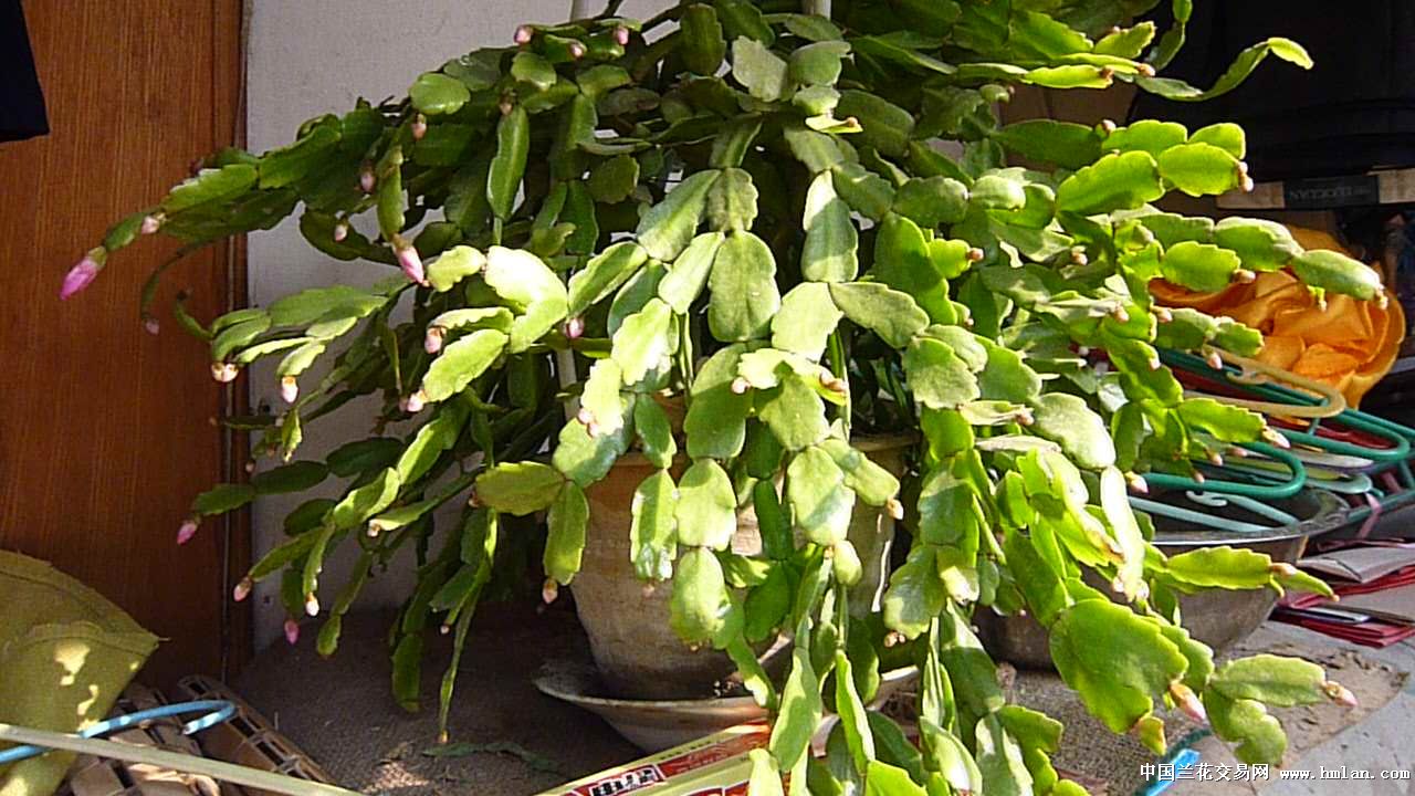 我的蟹爪兰还没开花-种养心得-中国兰花交易网