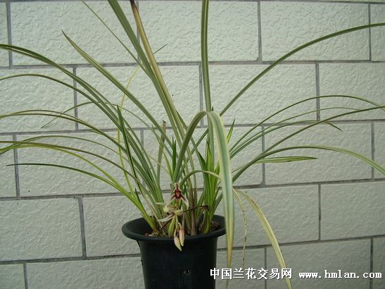 线艺冬凤兰--小松锦-蕙兰篇-中国兰花交易网社区