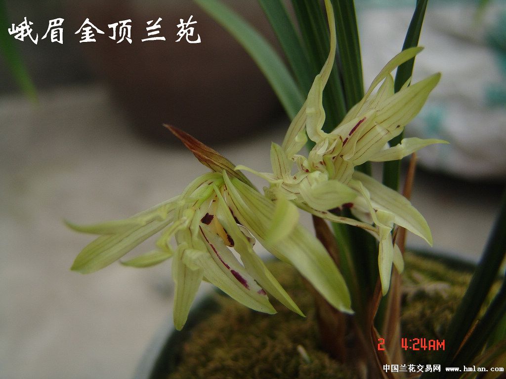 春兰新种-树型奇花-3壮苗2花苞 - 中国兰花交易网