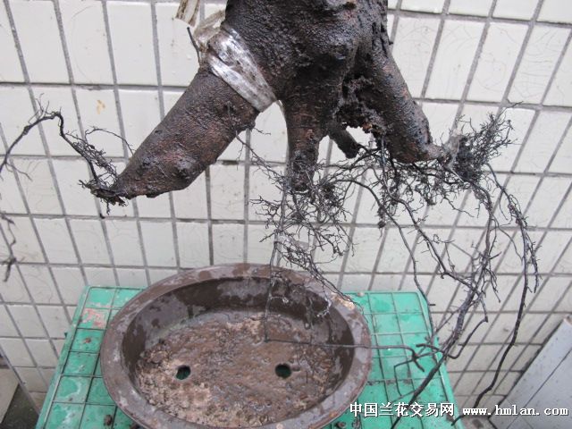 金弹子盆景熟桩-2010年挂果下山母桩 - 中国兰花交易网