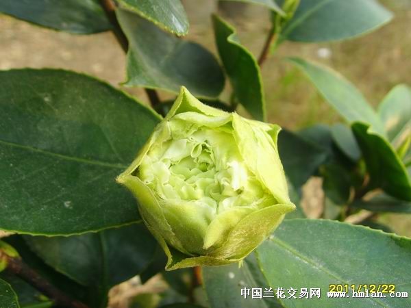 可娜-茶花篇-中国兰花交易网社区