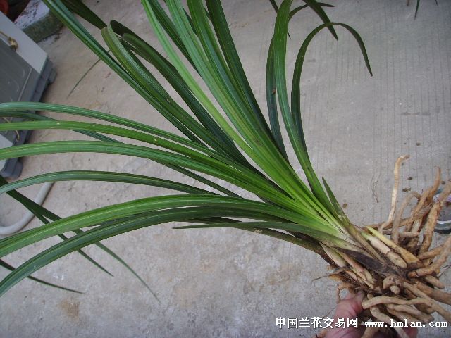 下山宽叶蕙兰好苞-276图片