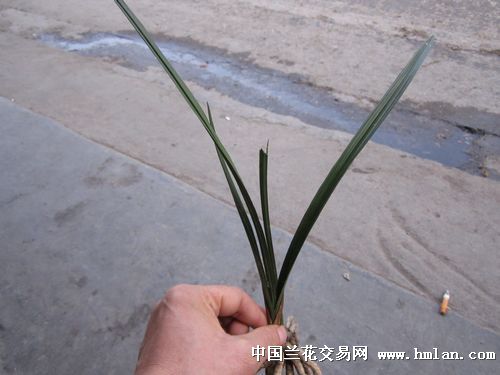 春剑,蕙兰,春兰