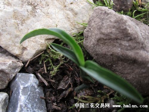 春剑,蕙兰,春兰