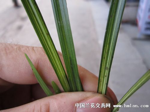 春剑,蕙兰,春兰