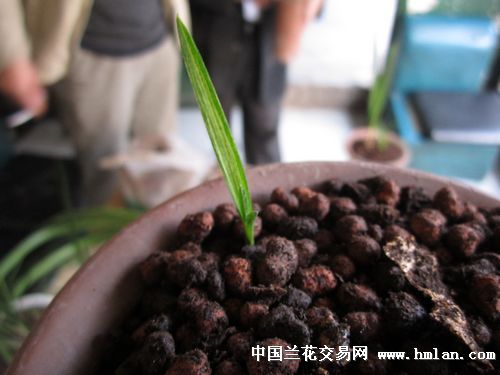春剑,蕙兰,春兰