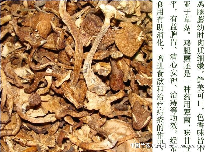 野生鸡腿蘑(大片)上市-茶余兰后-中国兰花交易网社区