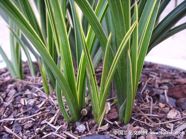 超级蕙兰金边+-+中国兰花交易网