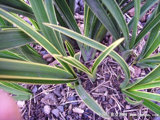 超级蕙兰金边+-+中国兰花交易网