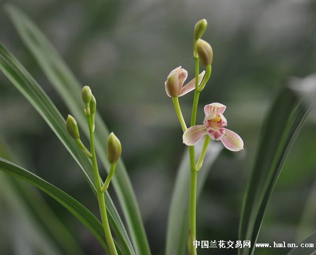 建兰荷瓣铭品汇翠粉荷0起拍