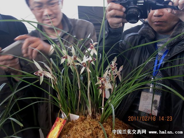 莲瓣兰红满天