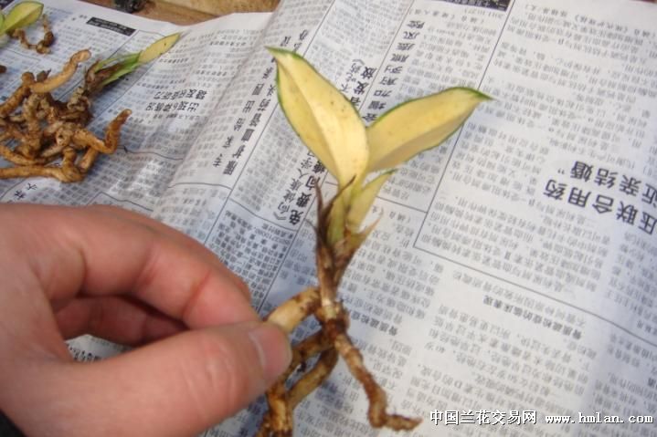 新年第一天的收获兔耳兰中透一大堆