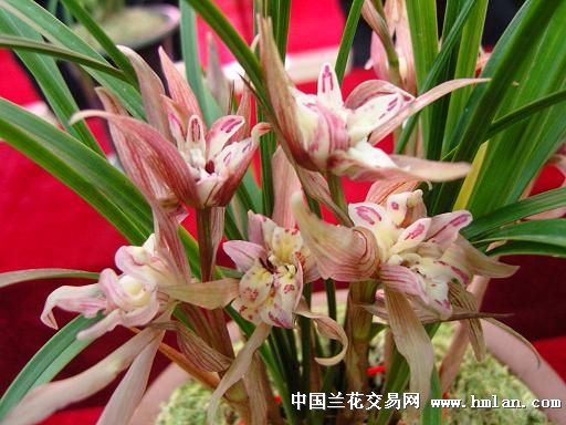 0元起拍,馨海牡丹(2017091229) - 中国兰花交易网