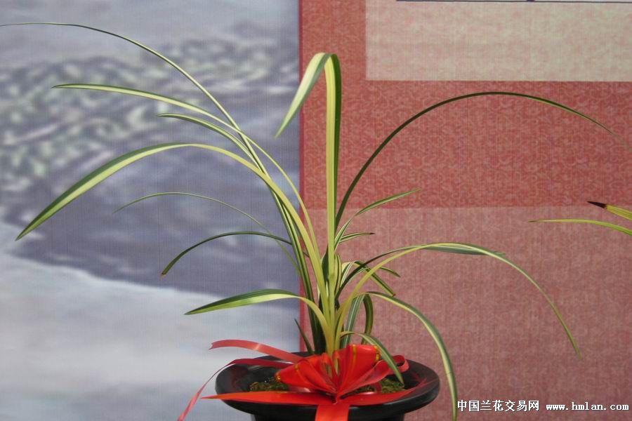 广西桂林荔浦首届四县一地精品寒兰展示会图片