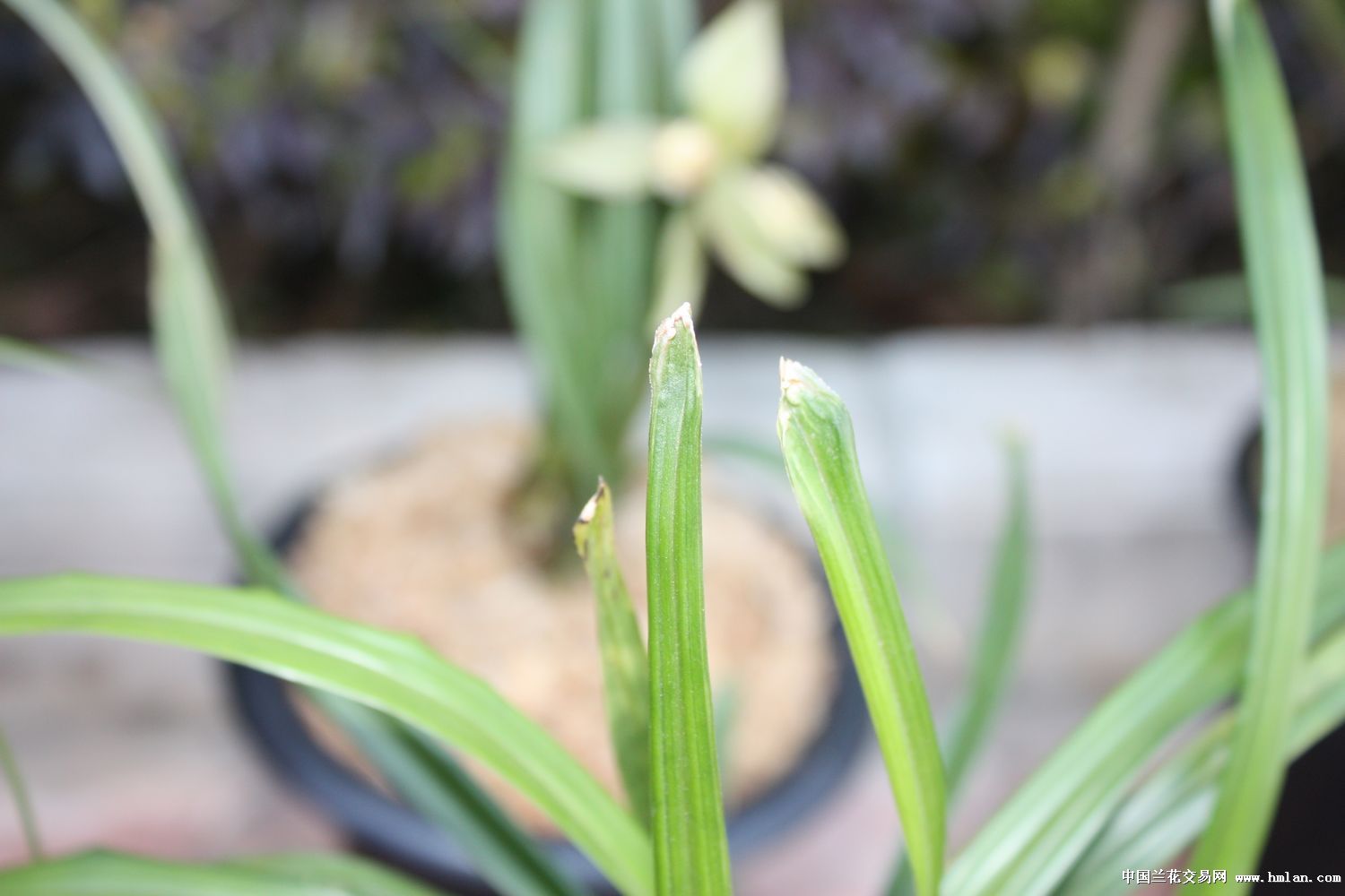 送春鹅头水晶