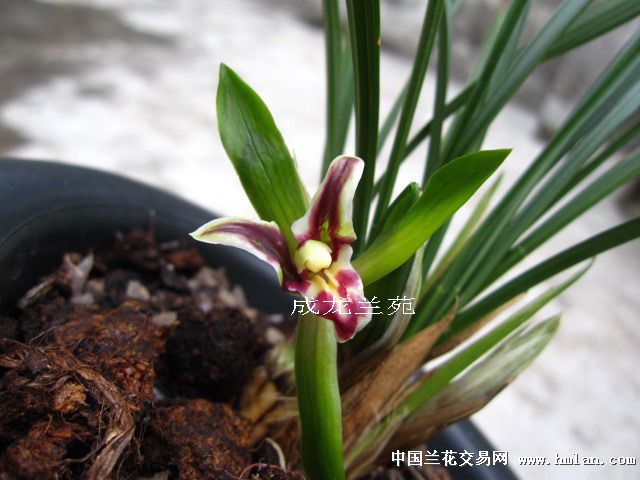 所有分类 黑猫蕊蝶 (壮苗带现花)006  春兰高品位蕊蝶,颜色非常艳丽