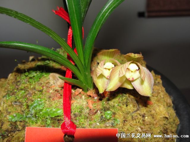 云南省曲靖市2012年兰花展