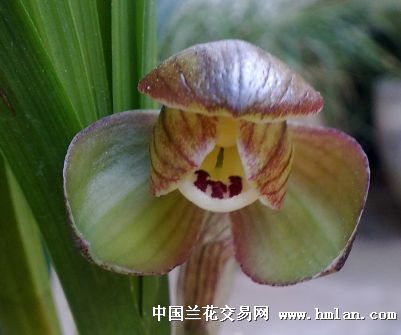 春兰新种大荷瓣继续上图开品欣赏-春兰篇-中国