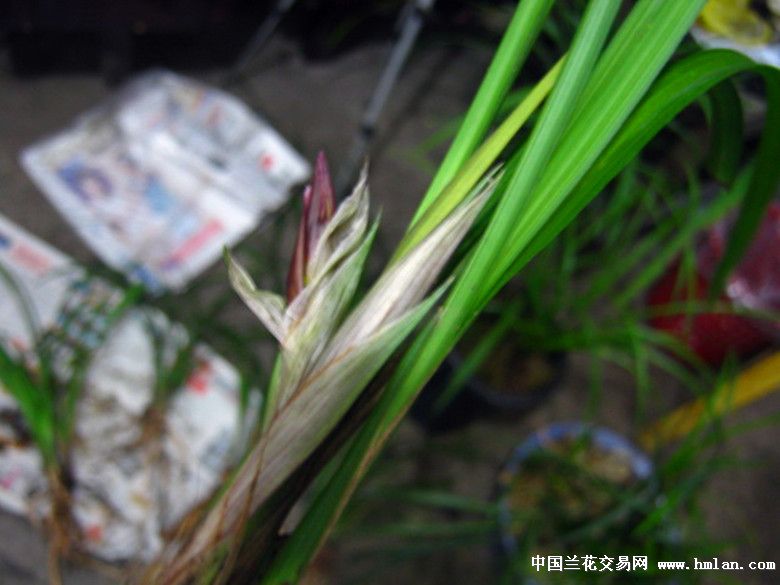 漂亮的春剑汆板红花子母草引种带花苞