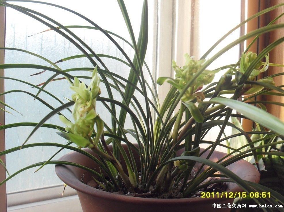 各位老师:我的余蝴蝶怎么不香呢-种养心得-中国