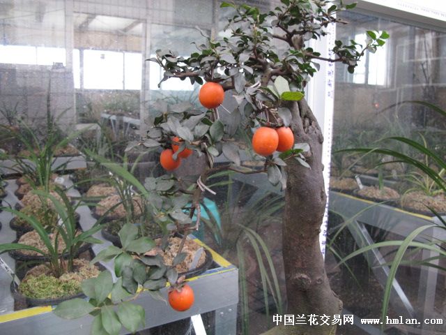 金弹子盆景挂果母桩