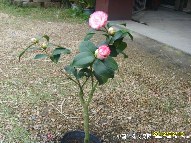 女皇二号.宽彩带