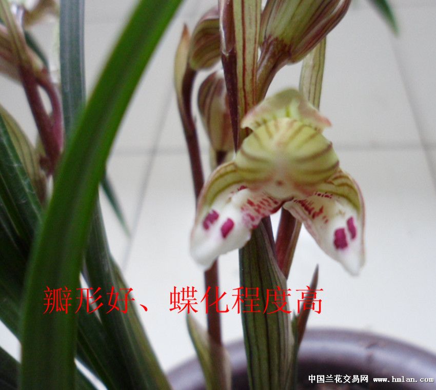 瓣形漂亮的春剑蝶花 - 中国兰花交易网